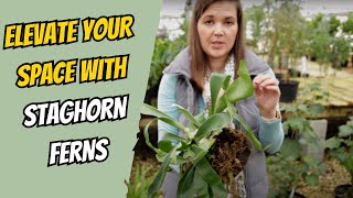 How to Mount a Staghorn Fern  Catherine Arensberg [upl. by Rozamond]