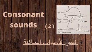 phonetics شرح النطق الصحيح للأصوات الساكنة consonants 2 ʃ ʒ tʃ dʒ θ ð f v [upl. by Vasili]