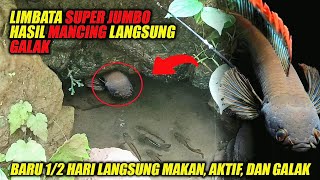 LANGKA❗LIMBATA JUMBO Hasil MANCING Langsung AKTIF amp GALAK [upl. by Susy62]