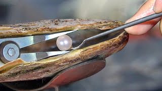 How to Farm Millions of Oysters to Extract Super Expensive Pearls [upl. by Winna]