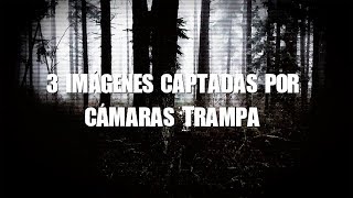 3 imágenes captadas por cámaras trampa [upl. by Hershel374]