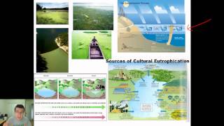 Population Dynamics Nutrient Limitation vs Excess Eutrophication amp Algae Bloom [upl. by Ark11]