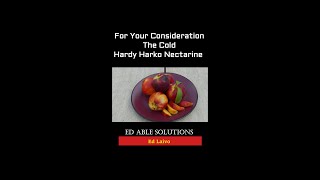 Harko Nectarine Cold Hardy and a Classic Nectarine Flavor For Your Consideration [upl. by Lareneg181]