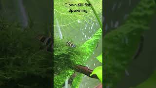 Clown Killifish Spawning killifish spawning aquarium aquariumfish breeding EpiplatysAnnulatus [upl. by Rubliw]