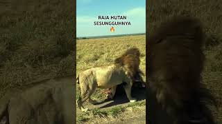 animals binatang savana rajahutan [upl. by Leverick]