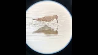 Whiterumped Sandpiper  Staten Island New York 11 [upl. by Shaylynn251]