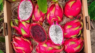 harvest dragon fruit in a neighbors garden [upl. by Neleh]