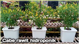 Menanam cabe rawit hidroponik [upl. by Adlog]