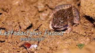 Faunamov  010  Leptodactylus fuscus [upl. by Bartolome947]