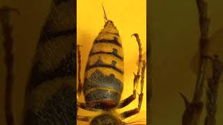 Strong Sting of Angry Hornet European Vespa crabro Predaceous Queen Kyiv Ukraine [upl. by Amuwkuhc]