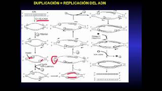 duplicacion y transcripcion de ADN traduccion [upl. by Ledah363]