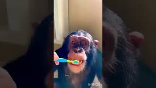 Abey bander brush krega shorts funny comedy viral 😂 [upl. by Clava]