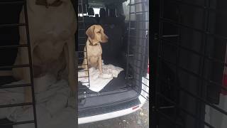 Broholmer Ary wird entspannter beim aussteigen aus dem Auto broholmer hundetraining [upl. by Golda445]