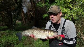 Avoiding the Blank 24 Part 13 Chub fishing at Throop on the Stour and some piking and carping [upl. by Pearlstein]