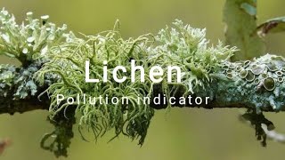 LichenBiological pollution indicator [upl. by Suraved]