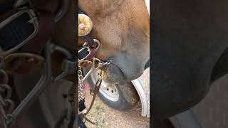 Video curb chain placement [upl. by Ecineg611]