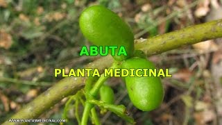 Abuta  Planta Medicinal [upl. by Paget978]