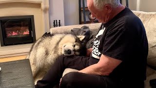 Grandad Is A Malamute Whisperer Teddy is in Love So Funny [upl. by Noled]