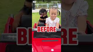 Before amp After 🐕 🐶🐩 dogs happydogtraining pets funny dogtraining yourdog yourpet cutedog [upl. by Fisch835]