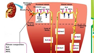 Nephron structure and functionmdcat xii biology [upl. by Esiahc497]