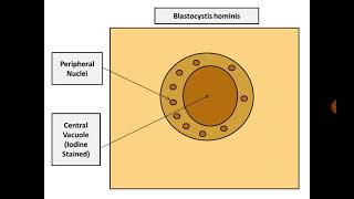 Stool Analysis 14 Blastocystis hominis [upl. by Stevenson]