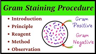 Gram Staining Procedure [upl. by Iolanthe]