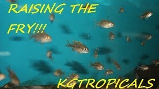 How to breed African Cichlids Part 7 quotRaising the fryquot [upl. by Labaw]