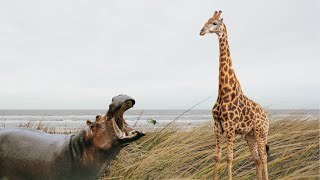 Giraffe Vs Hippo [upl. by Hawker614]