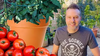 How to Grow TOMATOES in a CONTAINER or Pot [upl. by Jahdiel]