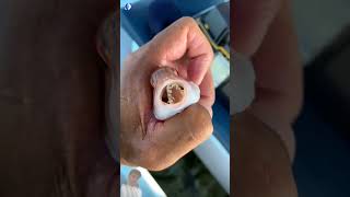 Why Parasite Lives In Fish Mouth 😱 facts [upl. by Virendra]