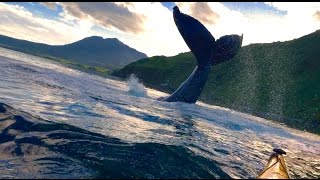 AMAZING Humpback Whale SLAPS Tail at Kayakers [upl. by Aurelia]