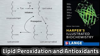 Lipid Peroxidation and Antioxidants  Easiest way to understand  Stages Harmful Effects [upl. by Aurelea]