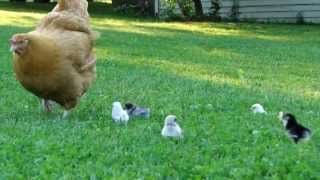 The Baby Chicks First Day Outside [upl. by Templas]