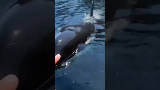 Касатка sakhalin fishing island рыбалка travel остров nature сахалин касатка killerwhales [upl. by Annahavas]