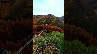 autumninkorea autumn koreatravel [upl. by Ruby]