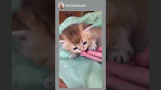 Cute Kitten Cat 😍❤️ cat kitten catlover [upl. by Lenwood523]