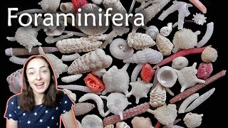 Foraminifera Forams Invertebrate Paleontology  GEO GIRL [upl. by Asirak]