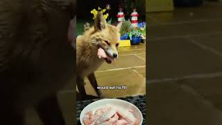 Fox steals chicken animals cute adorably shorts shortvideo [upl. by Clemmy]