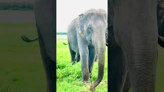 Habarana jeep safari Look at the elephants 94 773974756 thingstodoinsrilanka habarana travel sl [upl. by Balf295]