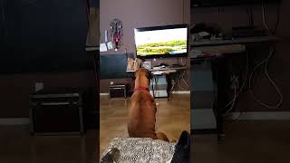 BULLMASTIFF WATCHING TV [upl. by Enyt]