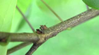 Eastern Redbud Ants Webworm and Treehoppers [upl. by Nallek]