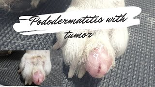 Pododermatitis in Dogs Tackling Paw Licking amp Tumor occurrence due to allergies pododermatitis [upl. by Aziar945]