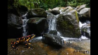 INTERVIEW TO CESAR BARRIO AMOROS ABOUT ATELOPUS RESEARCH [upl. by Snevets]