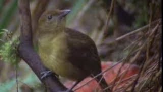 Animal Behaviour of the Australian bowerbird  David Attenborough  BBC wildlife [upl. by Reidar]