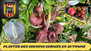 Pourquoi Replanter des Bulbes d’Oignon Rouge Germés  Guide Complet en Automne [upl. by Lytsirk]