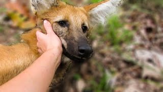 Feeding the rescued Maned Wolves Chrysocyon brachyurus [upl. by Enahsal]