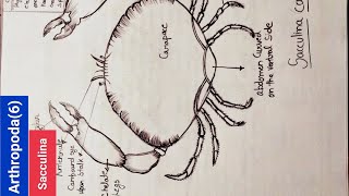 How to draw sacculina for bsc1styear class12Icbse Icse boardsciencebiologyyoutube bsc [upl. by Anitserp155]