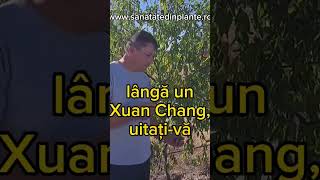 Comparație fructe Curmal Chinezesc  Ziziphus Jujuba soiurile Li și Xuan Cheang Jiang nature ferma [upl. by Lloyd]