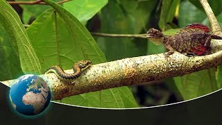 Flying lizards  A day in the wonderful rainforests of Borneo [upl. by Iona]