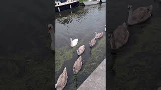 Only 6 cygnets with Cloud and Skye Sankey canal Penketh [upl. by Amihsat977]